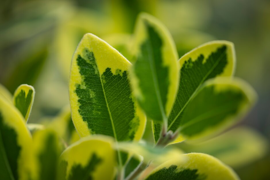 <i>Metrosideros</i> <i>excelsa</i> 'Variegata' (v)